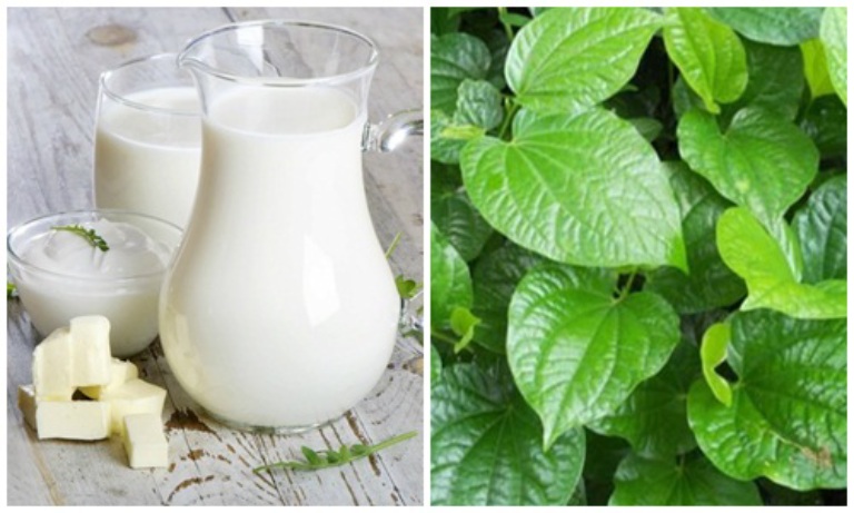 Uống hỗn hợp sữa bò tươi với nước cốt lá lốt giúp cải thiện bệnh một cách hiệu quả