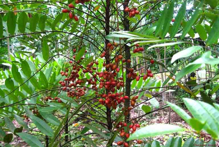 thuốc nam chữa yếu sinh lý từ cây mật nhân
