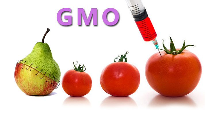 Thực phẩm GMO không có lợi cho người đang bị dị ứng thực phẩm