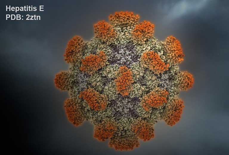 Virus HEV - Hepatitis E virus