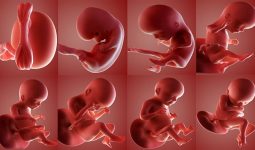 Các giai đoạn của thai kỳ - Sự hình thành, phát triển
