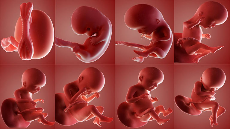Các giai đoạn của thai kỳ - Sự hình thành, phát triển
